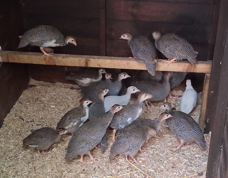Guinea fowl keets