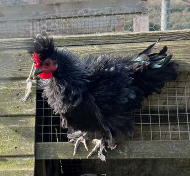 Frizzle cockerall