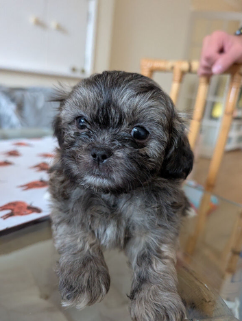 Shitzu Puppy's