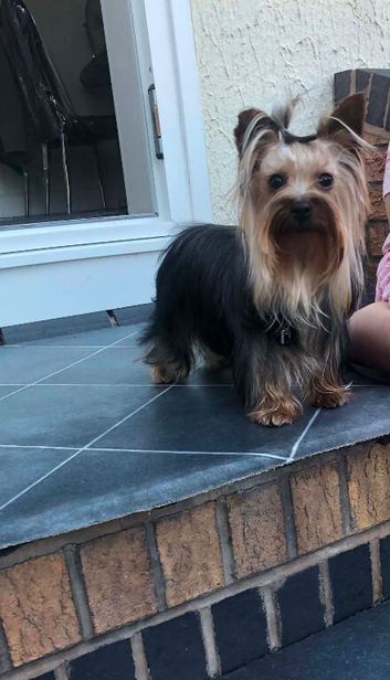 Beautiful Yorkshire terrier