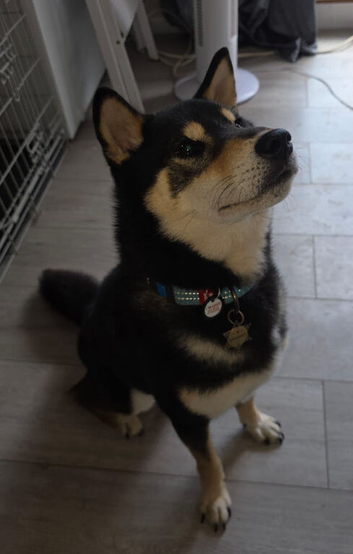 Shiba Inu Male