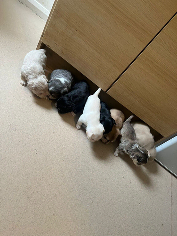Fluffy French bulldog puppies