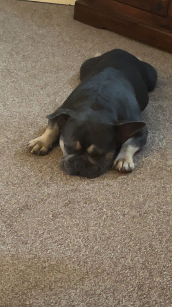 Male french bulldog