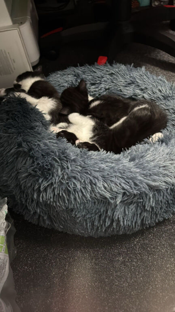 kittens for sale