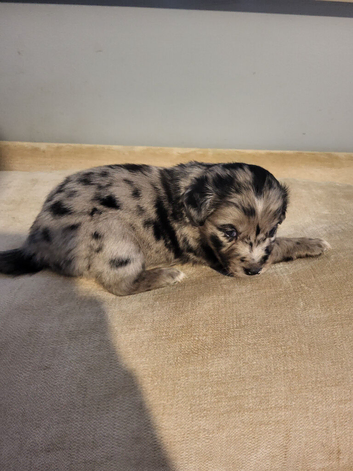Siberian cocker puppies for sale