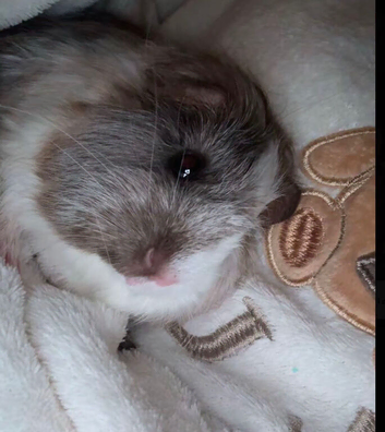 2 female guinea pigs