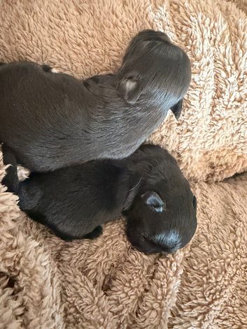 Small long coat chihuahua puppies