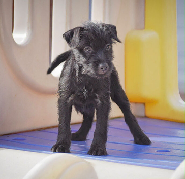 READY NOW!!! Adorable Patterdale terrier puppies