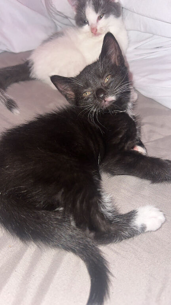 Black and white female