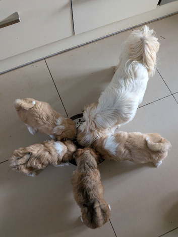 Lhasa Apso puppies in Kent