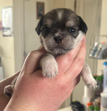 Pug cross puppies looking for forever homes