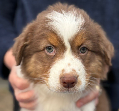 Beautiful pedigree Australian shepherd puppies