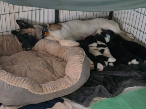 KC Registered American Akita Puppies