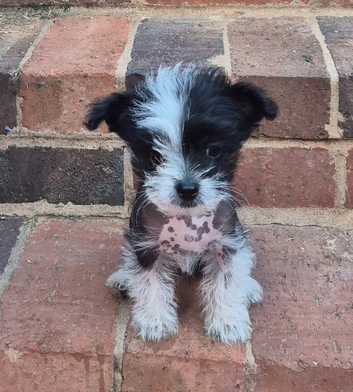 Three month old hairless chinese crested.
