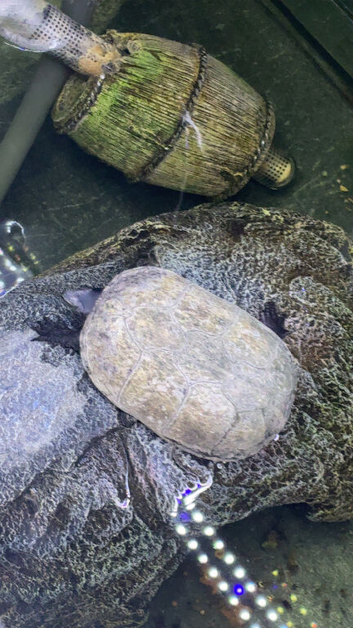 Musk turtles