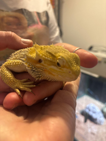 Lumpy needs a loving home