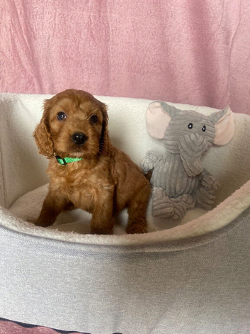 F1 cockapoo