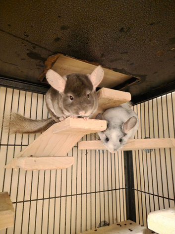 3 lovely chatty chinchillas