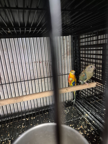 Alsort cage n avairy birds