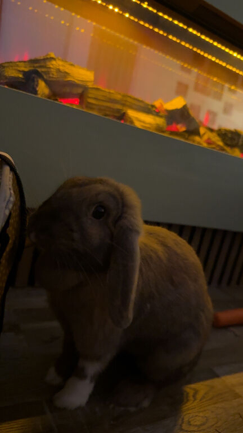 Rabbit for sale