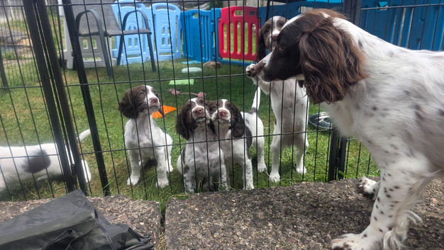 Kc springer spaniel