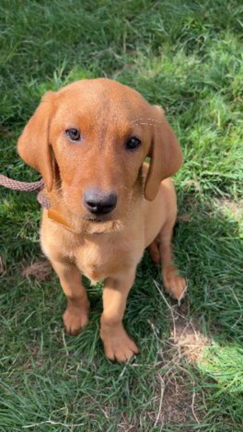 BEAUTIFUL LABRADOR PUPPY FOR SALE!