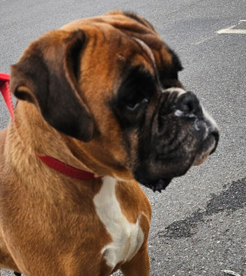 Boxer female needs new home