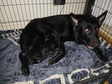 Shepweiler pups