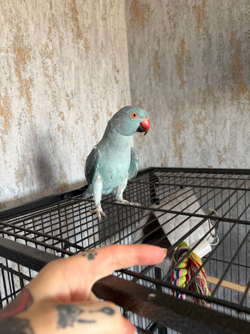 9 month old male