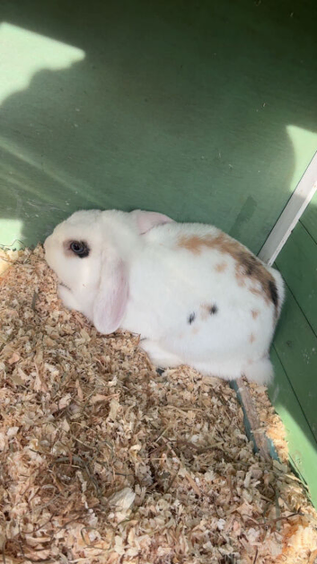 Mini lop
