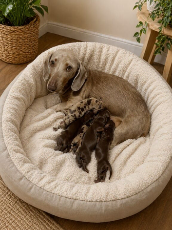 6 beautiful miniature dachshund puppies