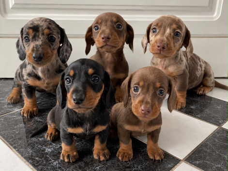 KC Registered Miniature Dachshund