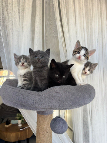 5 Little Kittens Looking for Their Forever Homes