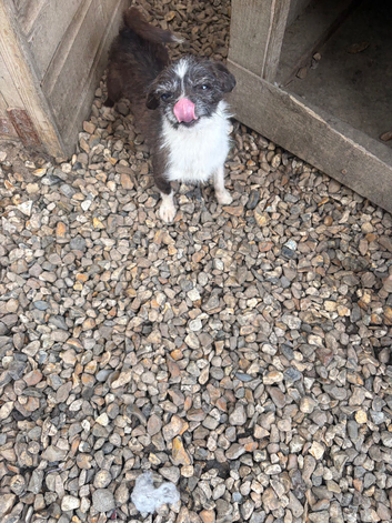 Gorgeous jack x chihuahua