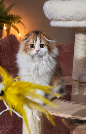 Scottish fold longhair boys