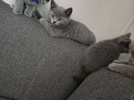 Beautiful ragdoll kittens