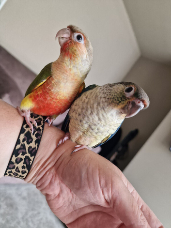 Adorable fully hand reared baby conures