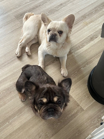Full visible fluffy frenchie pair REDUCED