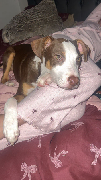 America bully crossed with a collie