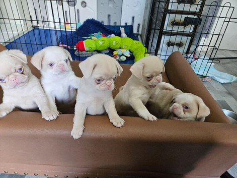 Beautiful Pink Pug puppies for sale