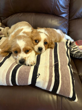 2 Handsome Boys