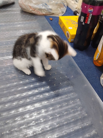 Kitten