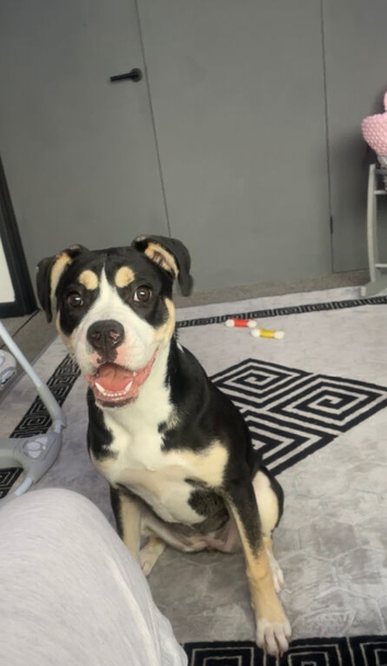 Bulldog cross Akita