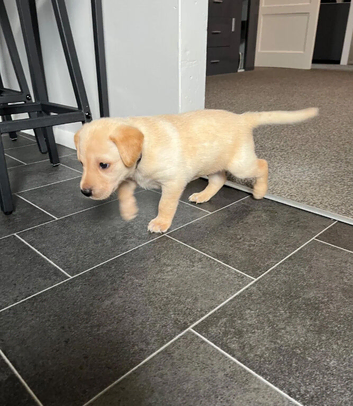 Fox Red Labrador Puppies - Little Adventures, Lifetime Friendship!