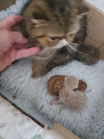 Cream tabby