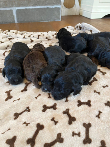 6 stunning F1 cockapoo puppies