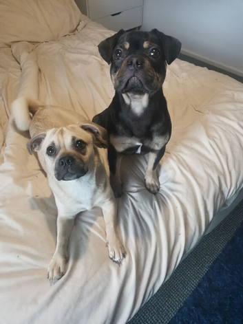 Frenchie male and jug female pups