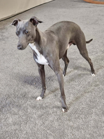 Italian Greyhound for Stud