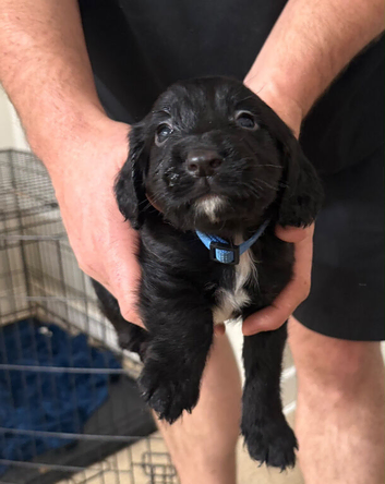 Kc registered cocker spaniel puppies