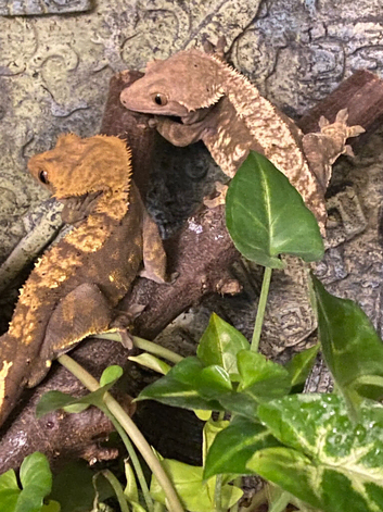 Stunning Pair of Breeding Crested Geckos with Full Set up
